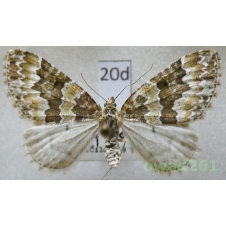 Electrophaes corylata (Thunberg, 1792) Czech20d